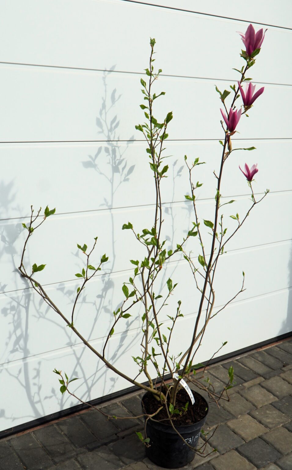 MAGNOLIA LITTLE GEISHA Magnolia liliiflora