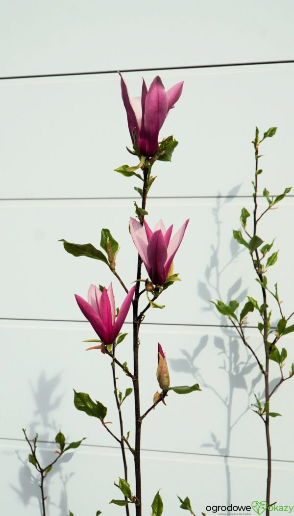 MAGNOLIA LITTLE GEISHA Magnolia liliiflora