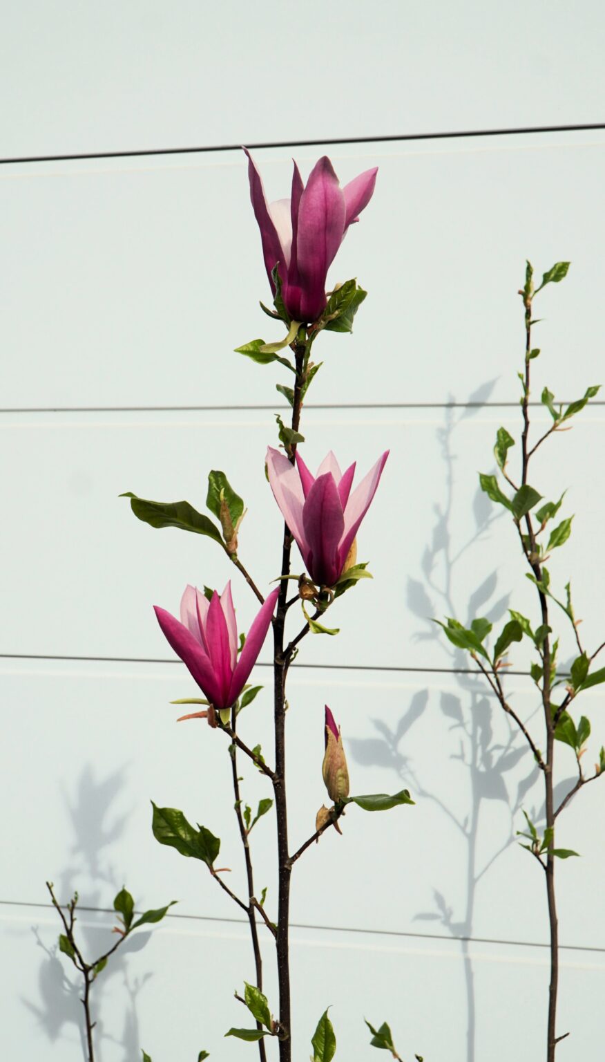 MAGNOLIA LITTLE GEISHA Magnolia liliiflora
