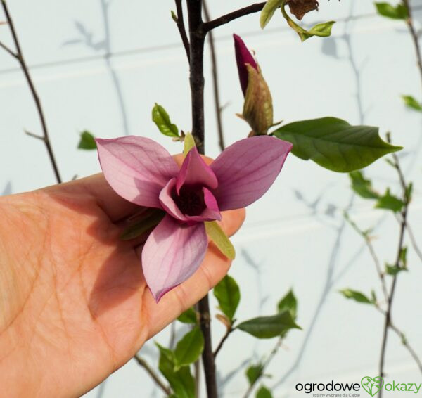 MAGNOLIA LITTLE GEISHA Magnolia liliiflora