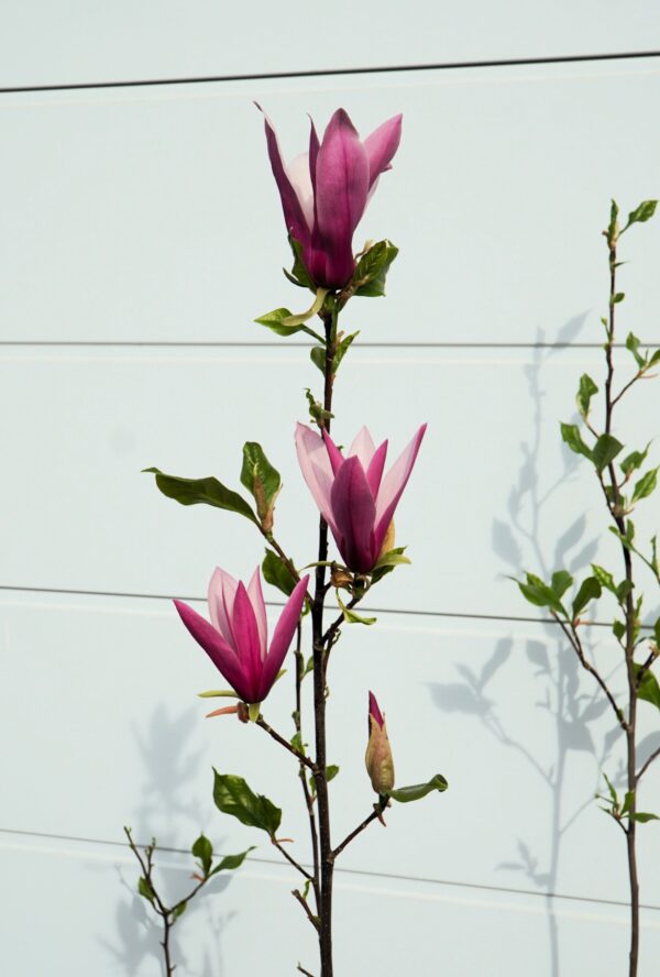 MAGNOLIA LITTLE GEISHA Magnolia liliiflora