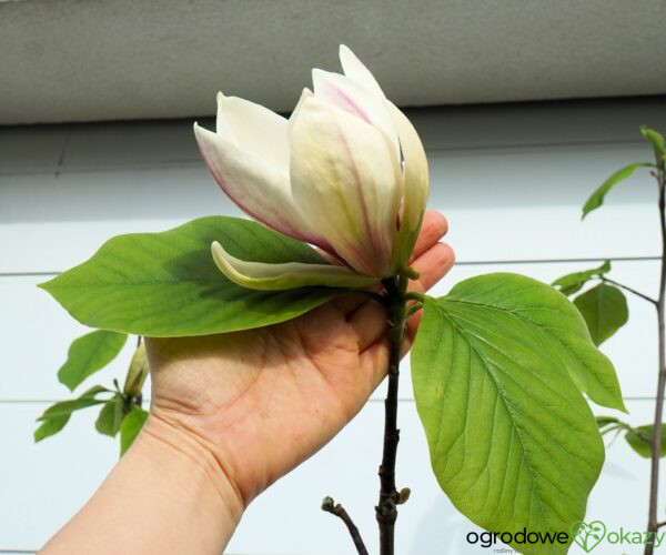 MAGNOLIA TORO