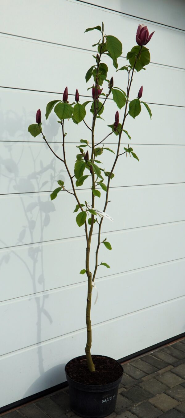 MAGNOLIA BURGUNDY SPIRE