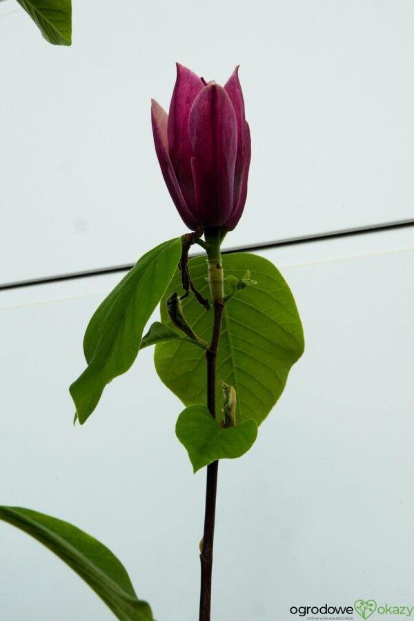 MAGNOLIA BURGUNDY SPIRE