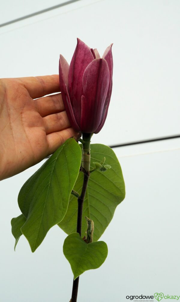 MAGNOLIA BURGUNDY SPIRE