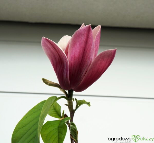 MAGNOLIA BURGUNDY SPIRE