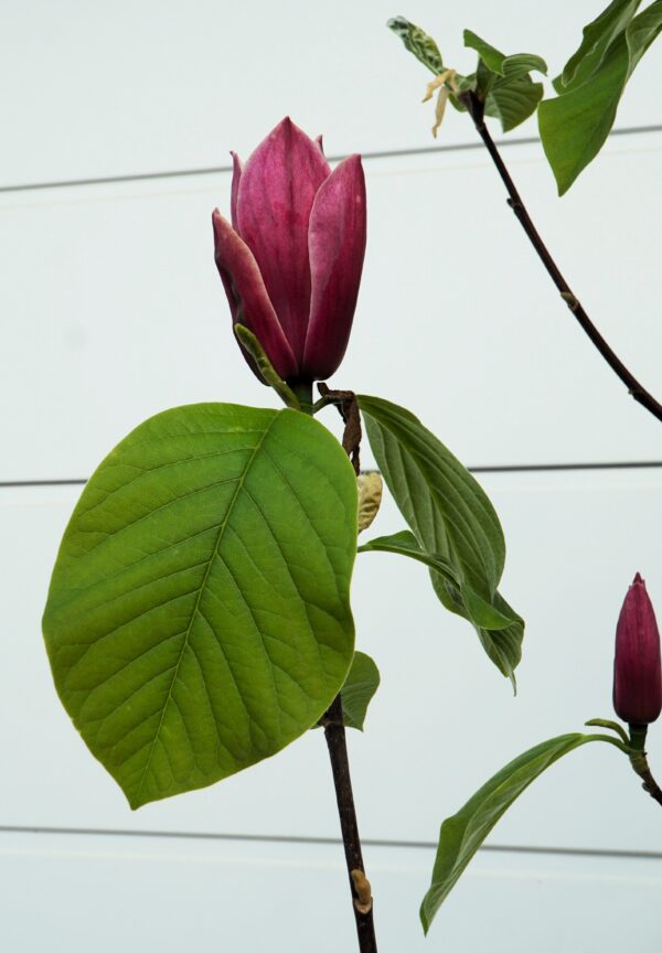 MAGNOLIA BURGUNDY SPIRE