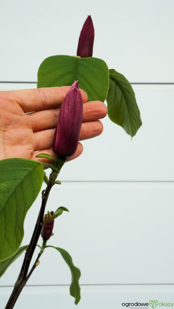 MAGNOLIA BURGUNDY SPIRE