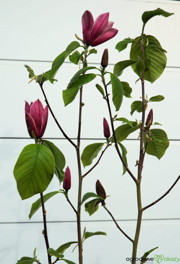 MAGNOLIA BURGUNDY SPIRE