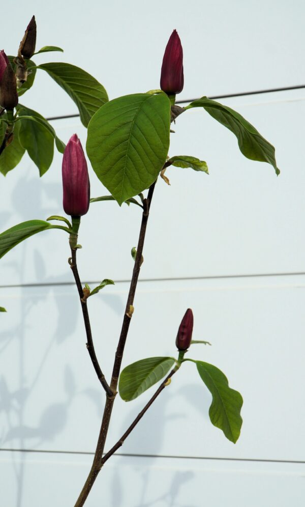 MAGNOLIA BURGUNDY SPIRE