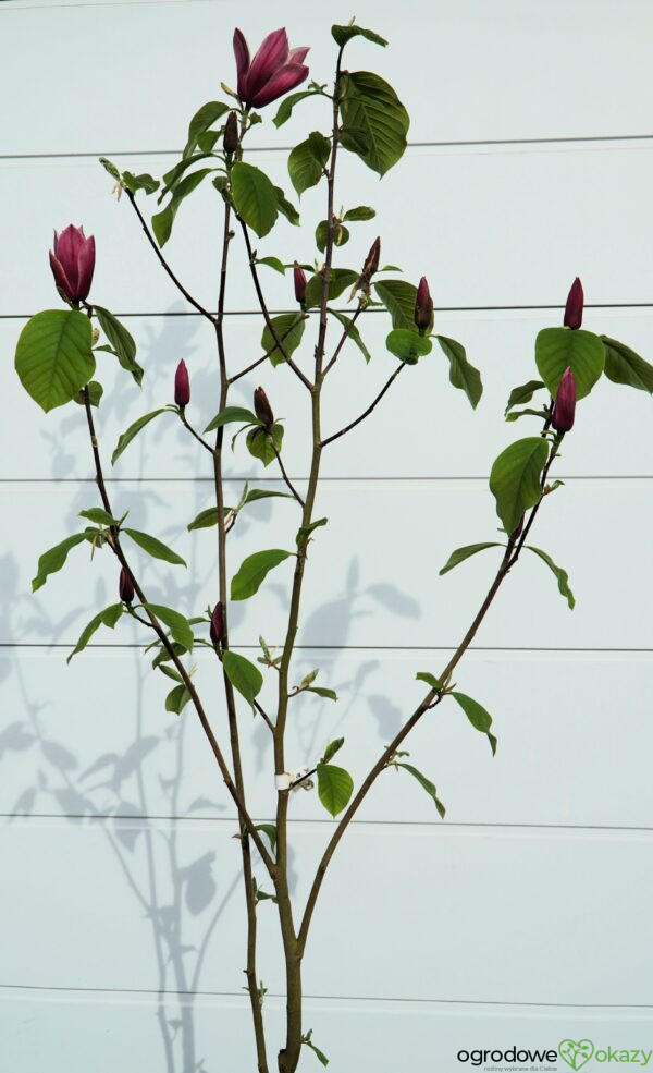 MAGNOLIA BURGUNDY SPIRE