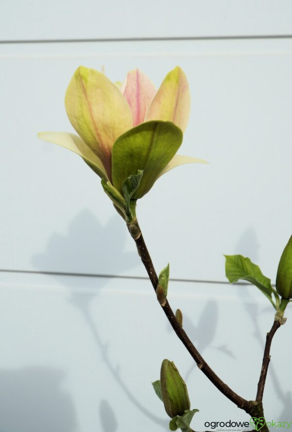 MAGNOLIA SUNSATION