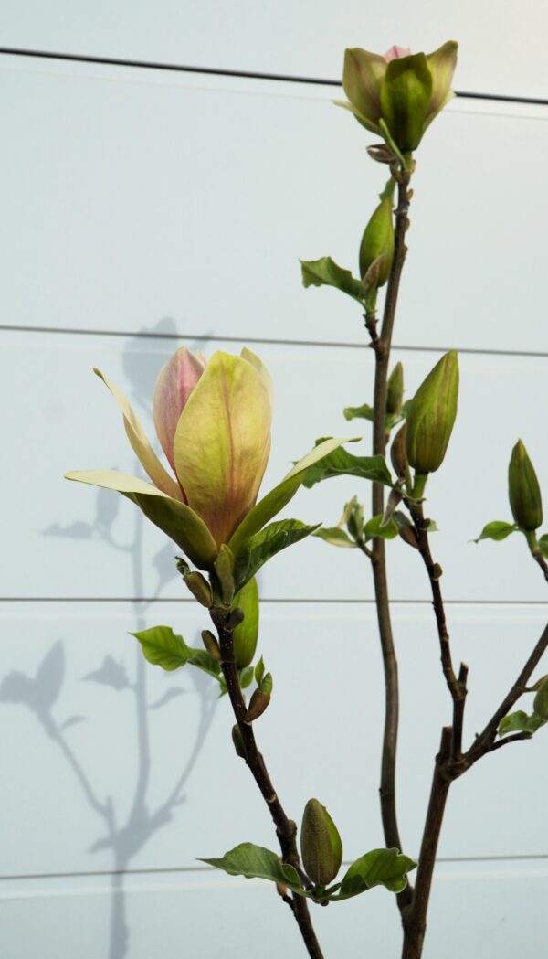 MAGNOLIA SUNSATION