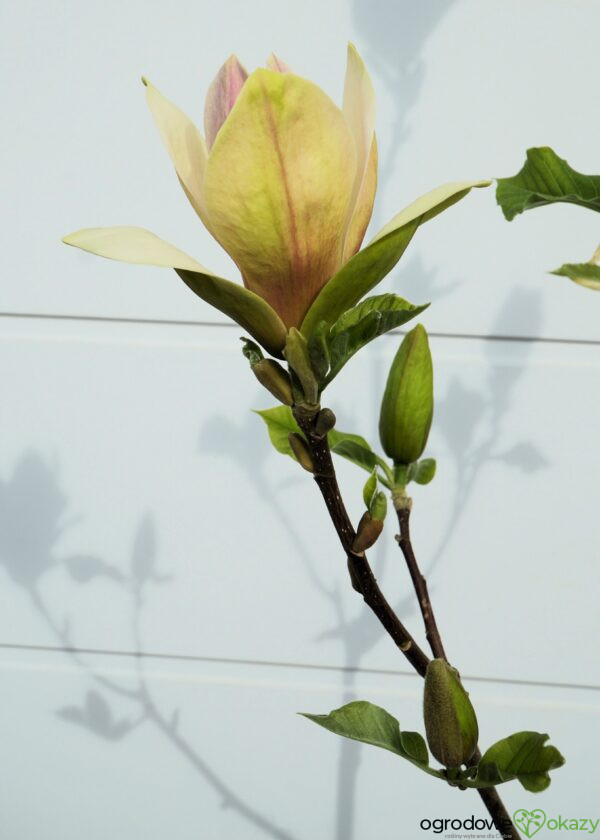 MAGNOLIA SUNSATION