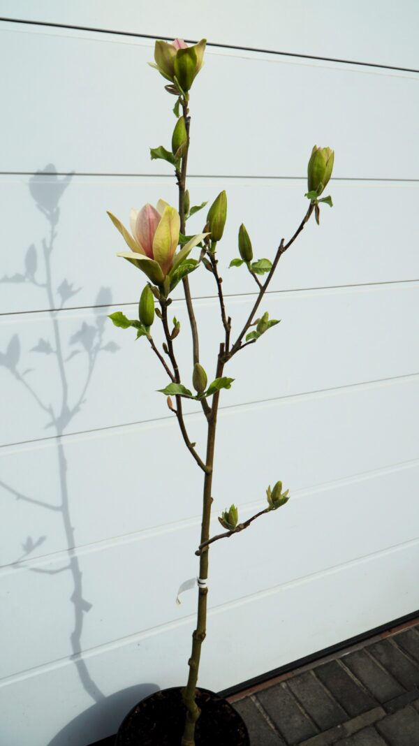 MAGNOLIA SUNSATION