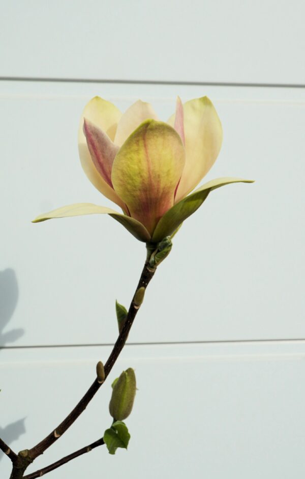 MAGNOLIA SUNSATION