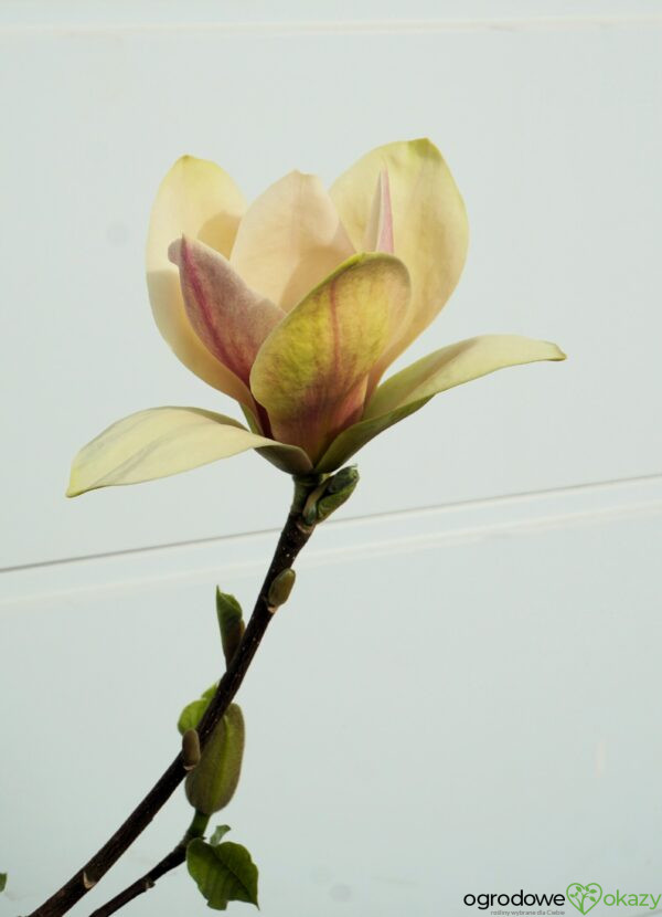 MAGNOLIA SUNSATION