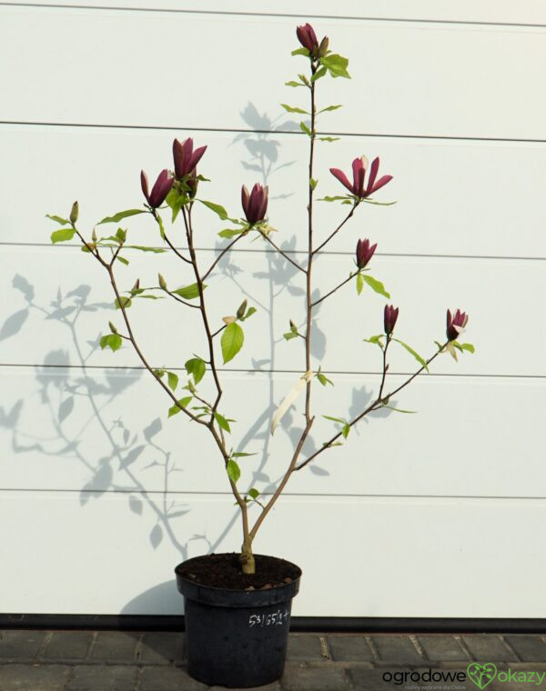 MAGNOLIA BRUKLIŃSKA BLACK BEAUTY Magnolia ×brooklynensis