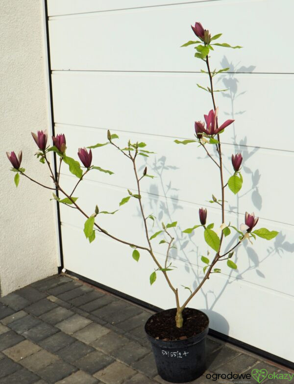 MAGNOLIA BRUKLIŃSKA BLACK BEAUTY Magnolia ×brooklynensis