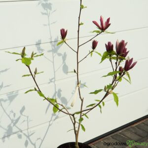 MAGNOLIA BRUKLIŃSKA BLACK BEAUTY Magnolia ×brooklynensis