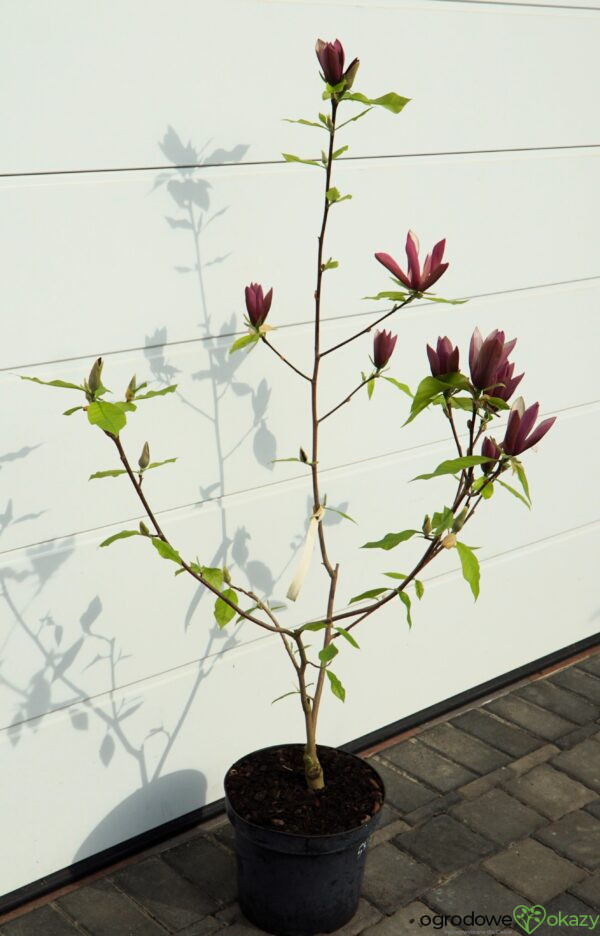 MAGNOLIA BRUKLIŃSKA BLACK BEAUTY Magnolia ×brooklynensis