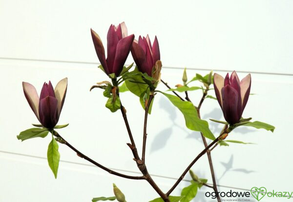 MAGNOLIA BRUKLIŃSKA BLACK BEAUTY Magnolia ×brooklynensis