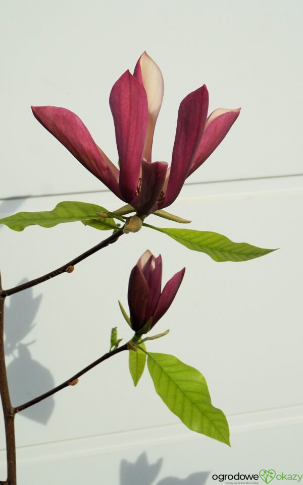 MAGNOLIA BRUKLIŃSKA BLACK BEAUTY Magnolia ×brooklynensis