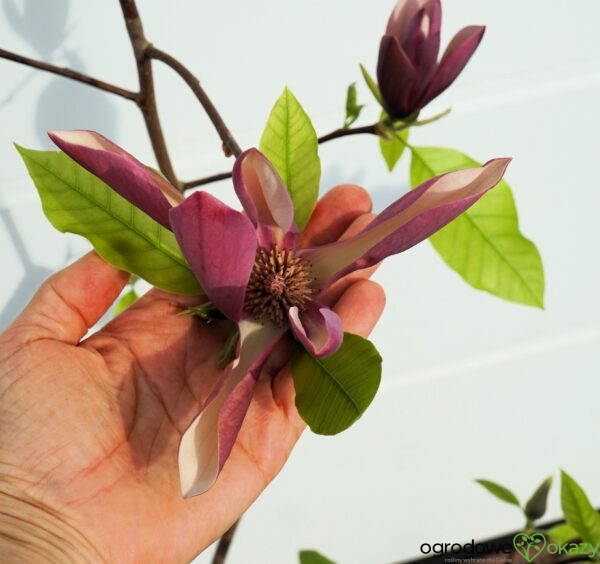 MAGNOLIA BRUKLIŃSKA BLACK BEAUTY Magnolia ×brooklynensis