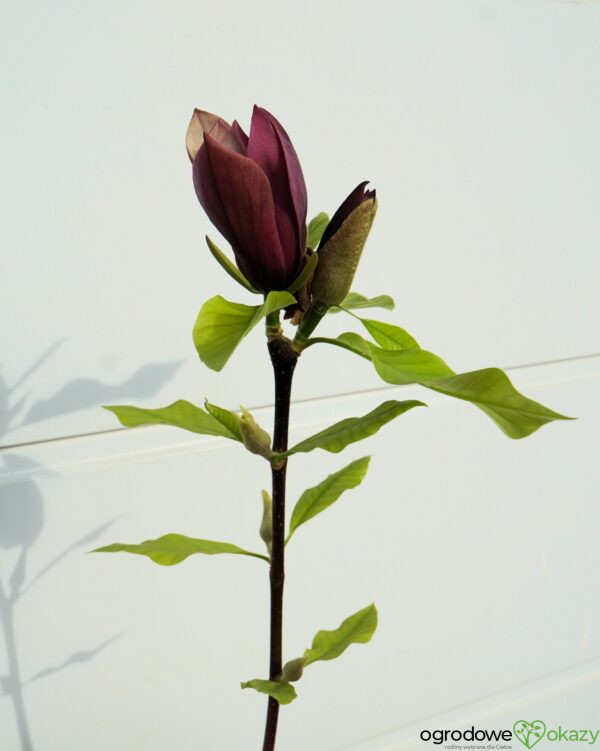 MAGNOLIA BRUKLIŃSKA BLACK BEAUTY Magnolia ×brooklynensis