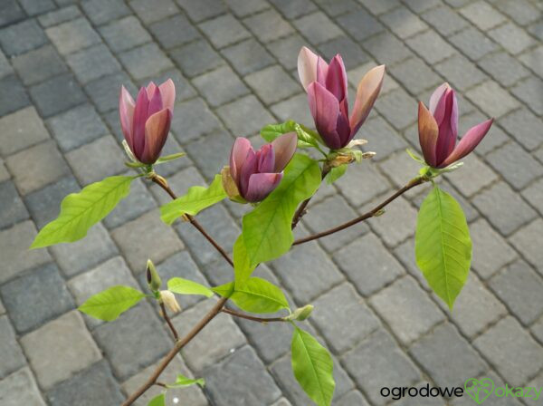 MAGNOLIA BRUKLIŃSKA BLACK BEAUTY Magnolia ×brooklynensis