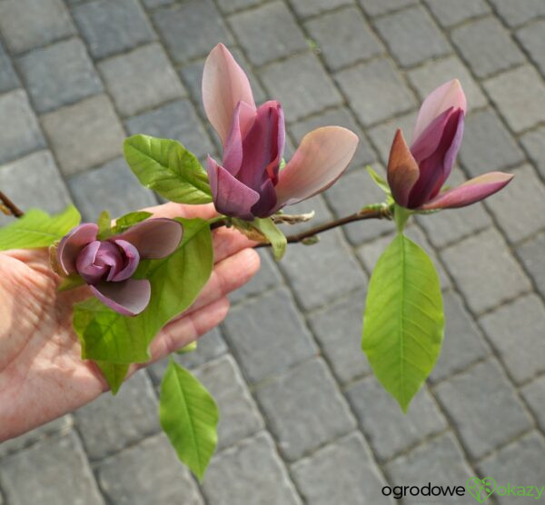 MAGNOLIA BRUKLIŃSKA BLACK BEAUTY Magnolia ×brooklynensis