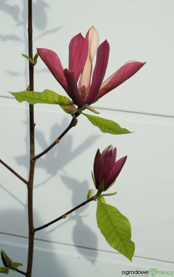 MAGNOLIA BRUKLIŃSKA BLACK BEAUTY Magnolia ×brooklynensis