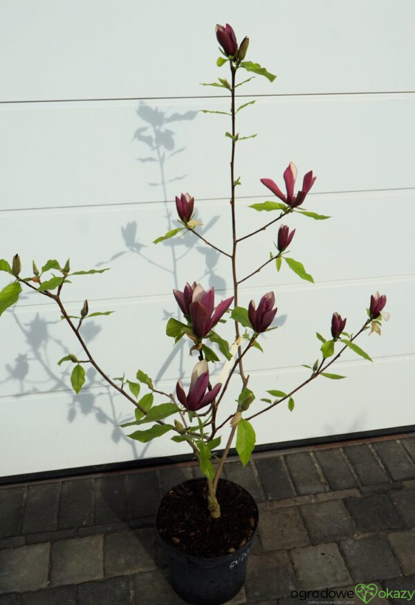 MAGNOLIA BRUKLIŃSKA BLACK BEAUTY Magnolia ×brooklynensis