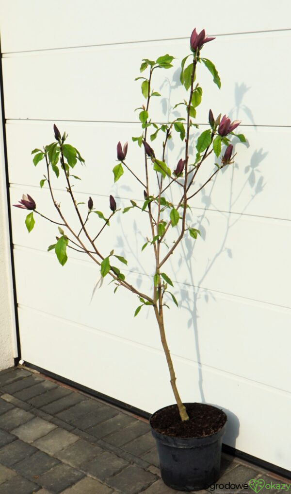 MAGNOLIA BRUKLIŃSKA BLACK BEAUTY Magnolia ×brooklynensis