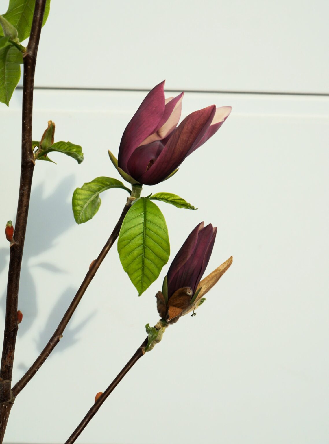 MAGNOLIA BRUKLIŃSKA BLACK BEAUTY Magnolia ×brooklynensis