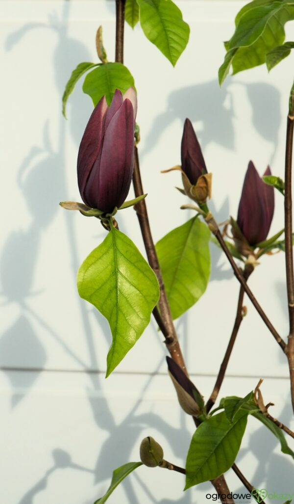 MAGNOLIA BRUKLIŃSKA BLACK BEAUTY Magnolia ×brooklynensis