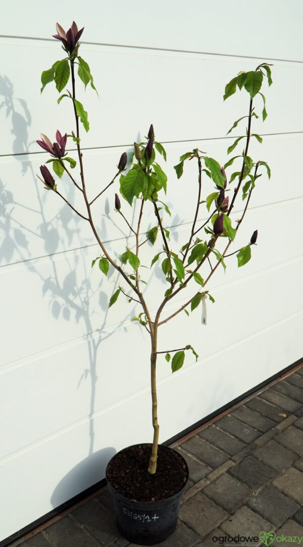 MAGNOLIA BRUKLIŃSKA BLACK BEAUTY Magnolia ×brooklynensis