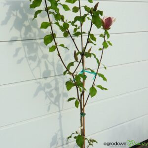 MAGNOLIA BRUKLIŃSKA EVA MARIA Magnolia x brooklynensis