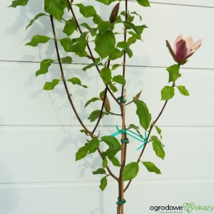 MAGNOLIA BRUKLIŃSKA EVA MARIA Magnolia x brooklynensis