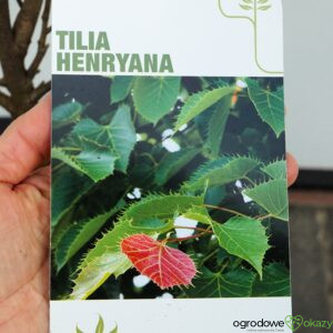 LIPA HENRY'EGO Tilia henryana