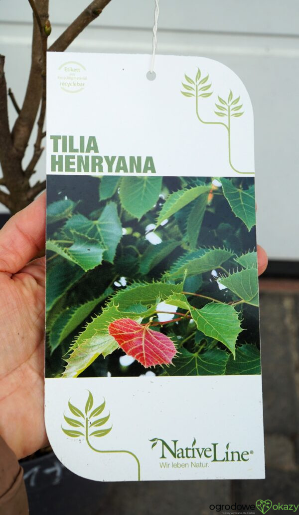 LIPA HENRY'EGO Tilia henryana