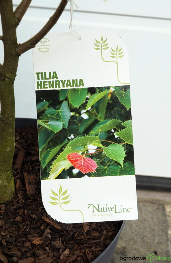 LIPA HENRY'EGO Tilia henryana