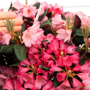RÓŻANECZNIK WINE AND ROSES PBR Rhododendron