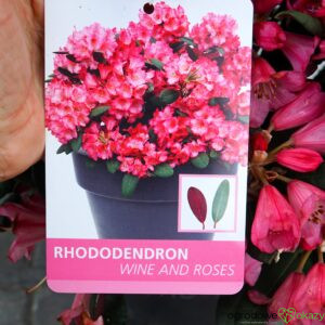 RÓŻANECZNIK WINE AND ROSES PBR Rhododendron