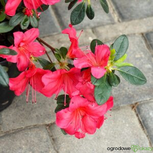 AZALIA ARABESK Rhododendron