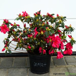 AZALIA ARABESK Rhododendron