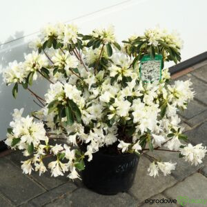 AZALIA JAPOŃSKA FAGO NO FUGI Rhododendron
