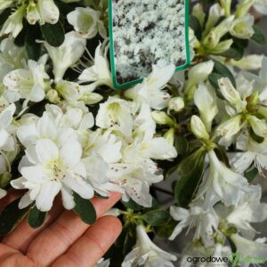 AZALIA JAPOŃSKA FAGO NO FUGI Rhododendron