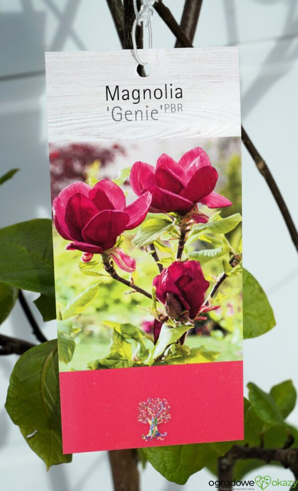 MAGNOLIA GENIE PBR