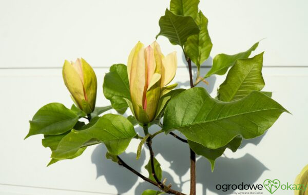 MAGNOLIA AMBROSIA